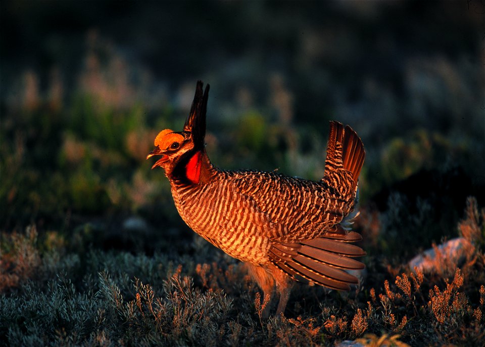 Lesser prairie chicken in Eastern New Mexico.