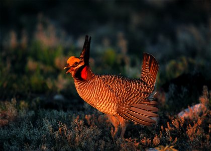 Lesser prairie chicken in Eastern New Mexico.