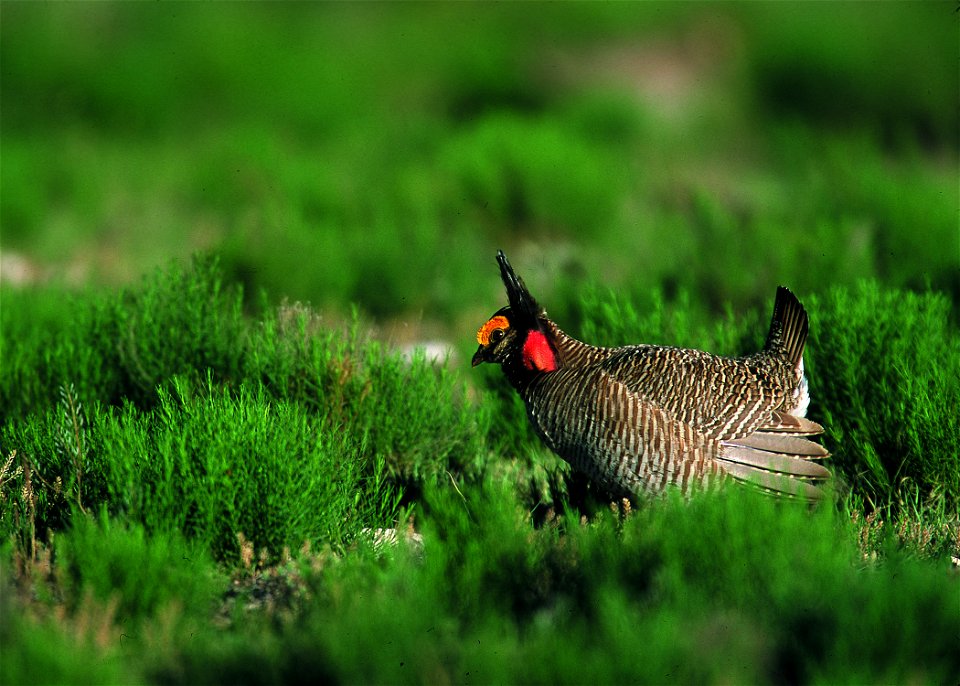 Lesser prairie chicken in Eastern New Mexico.