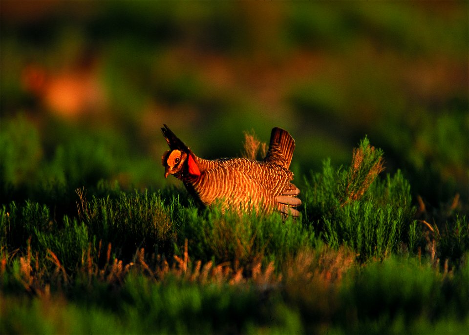Lesser prairie chicken in Eastern New Mexico.