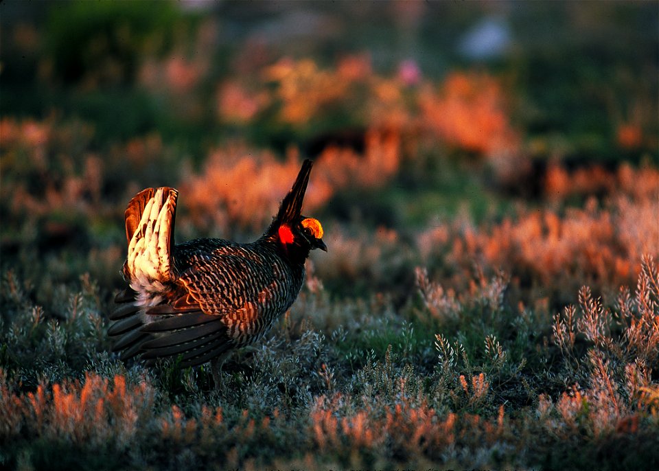 Lesser prairie chicken in Eastern New Mexico.