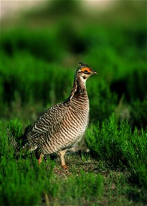 Lesser prairie chicken in Eastern New Mexico.