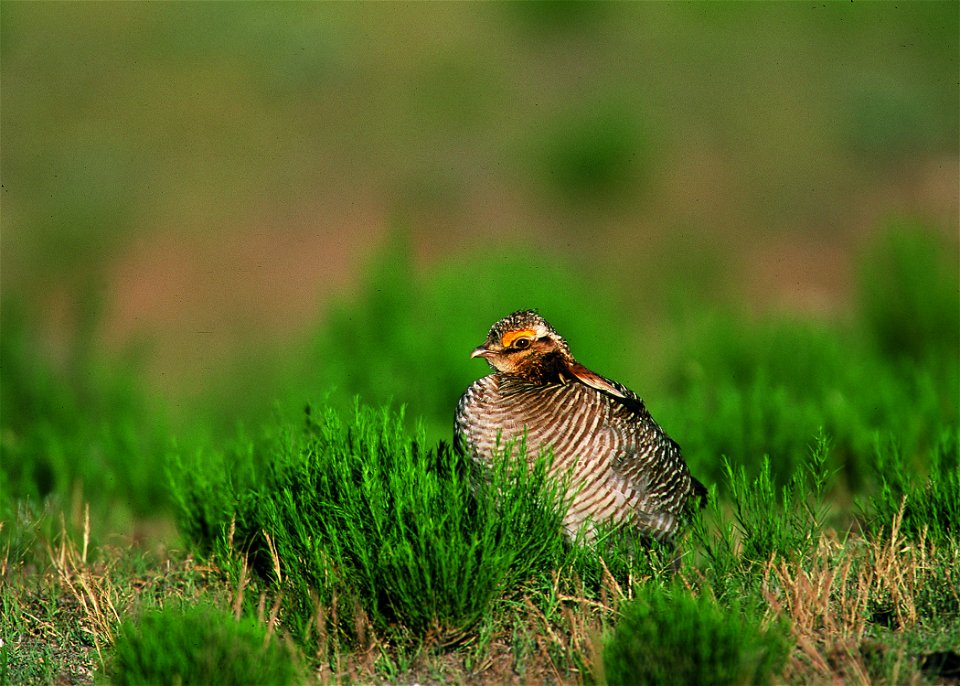 Lesser prairie chicken in Eastern New Mexico.