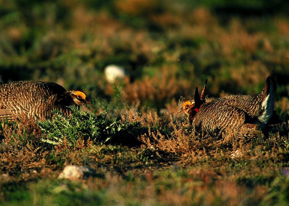 Lesser prairie chickens in Eastern New Mexico.