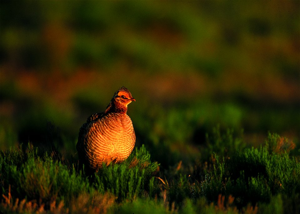 Lesser prairie chicken in Eastern New Mexico.