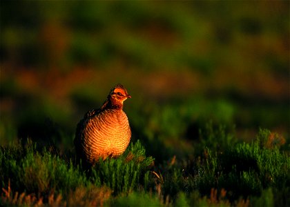 Lesser prairie chicken in Eastern New Mexico.