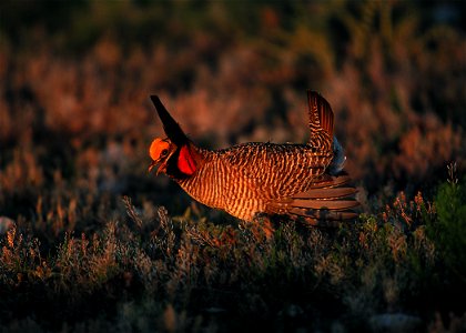 Lesser prairie chicken in Eastern New Mexico.
