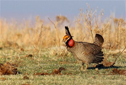 Lesser Prairie-Chicken (Tympanuchus pallidicinctus) on a lek in the Red Hills of Kansas photo