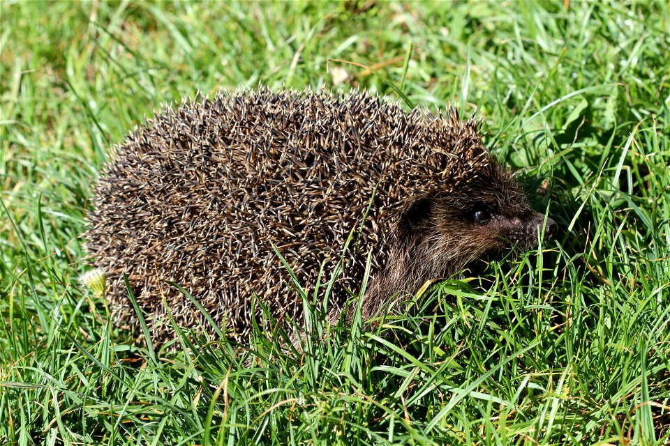 Northern white-breasted hedgehog. Ukraine.