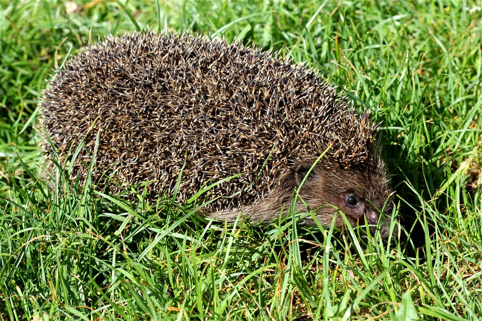 Northern white-breasted hedgehog. Ukraine.