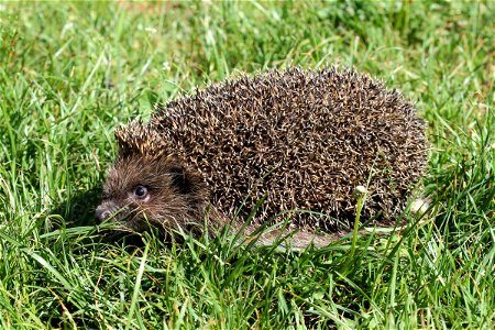 Northern white-breasted hedgehog. Ukraine. photo