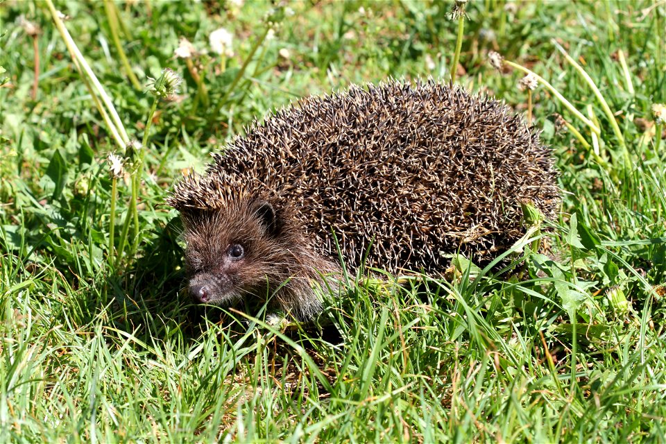 Northern white-breasted hedgehog. Ukraine.