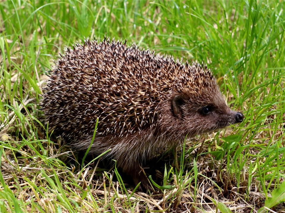 Northern white-breasted hedgehog. Ukraine. Photo taken in the wild.