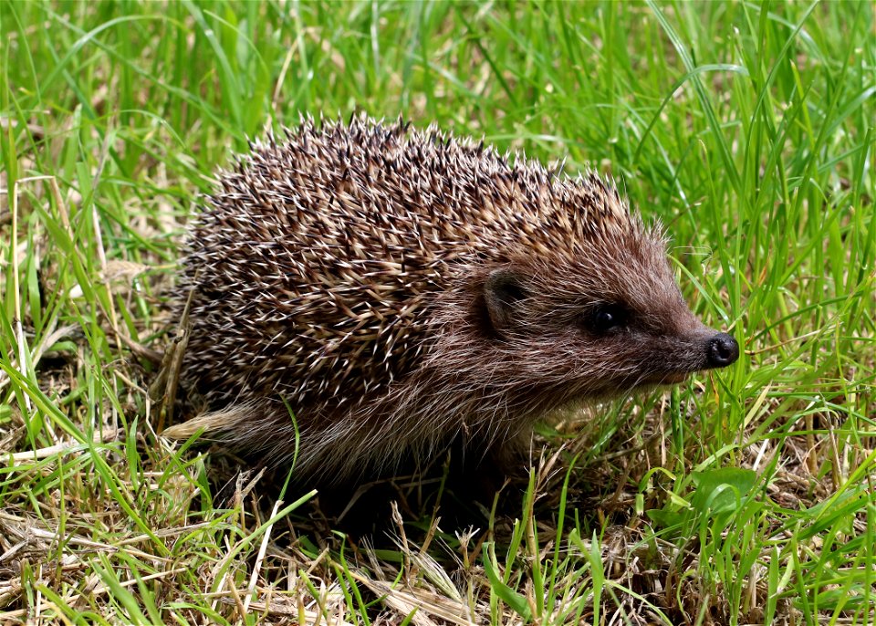 Northern white-breasted hedgehog. Ukraine. Photo taken in the wild.