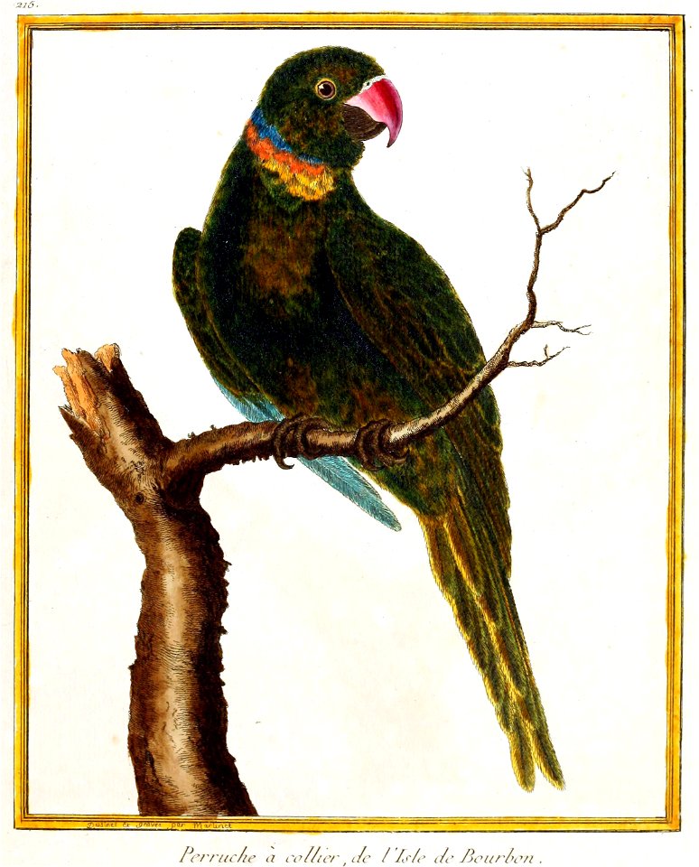 Variant of the Psittacula eques type illustration, copy in Smithsonian Institution, Washington

DC.
