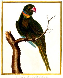 Variant of the Psittacula eques type illustration, copy in Smithsonian Institution, Washington

DC.