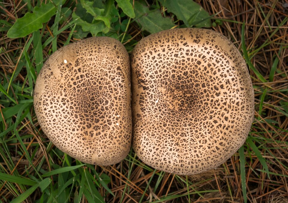 Fungi germany discovery