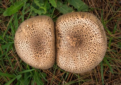 Fungi germany discovery