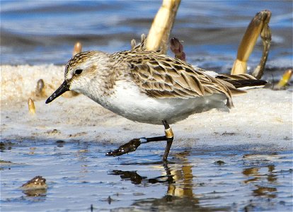 Semipalmated Sandpipers with leg bands only (no flag). Leg flags do not affect shorebird nests. Nome, AK, US. photo