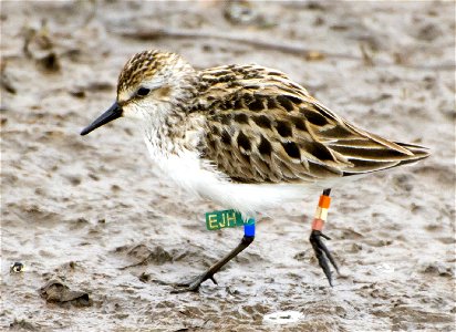 Semipalmated Sandpiper with leg bands plus flag. Leg flags do not affect shorebird nests. Nome, AK, US. photo