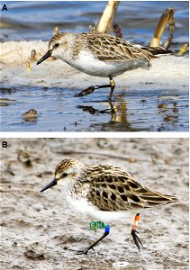 Semipalmated Sandpipers with A) Leg bands only (no flag), or B) leg bands plus flag. Leg flags do not affect shorebird nests. Nome, AK, US.