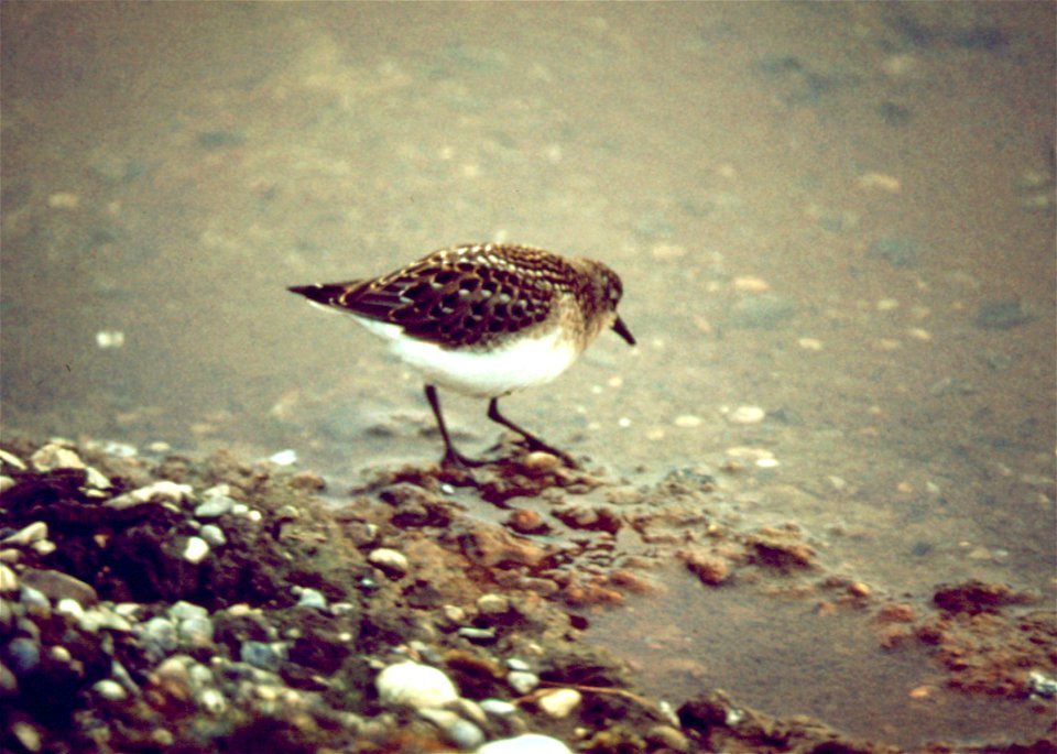 Semipalmated Sandpiper Calidris pusilla
