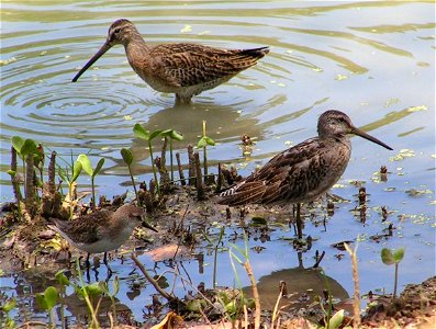 Two dowitchers Limnodromus sp., and a Semipalmated Sandpiper Calidris pusilla, photographed on Barbados photo