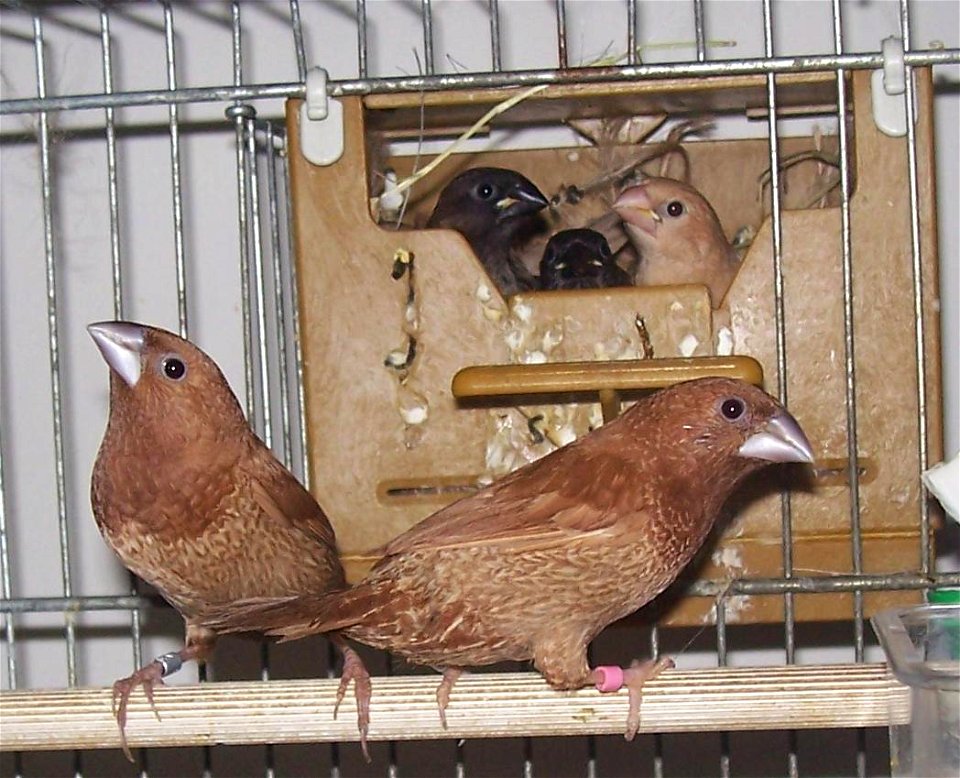 Fawn Society Finches