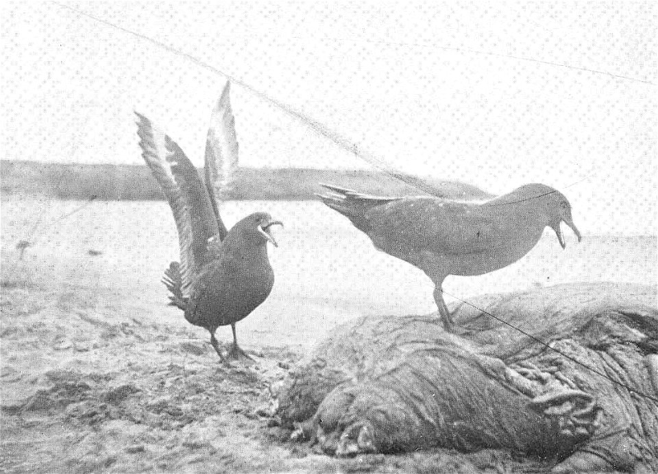 Skua Gul;ls (Cathuracia antarctica) at the Carcase of a Seal, Enderby Island, Auckland Islands
Subject: Skuas
Tag: Water Birds
