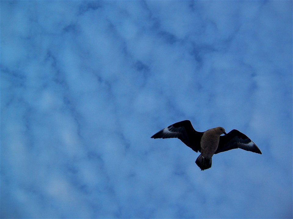 Skua photographié en vol