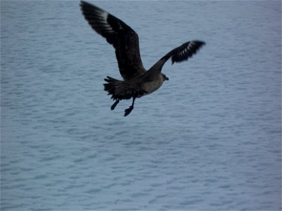 Skua prenant son envol. Photo prise à coté de la base Française Dumont d'Urville en Antarctique. photo