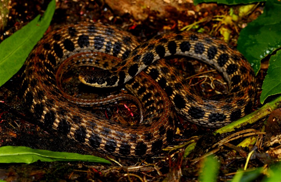 Clonophis kirtlandii