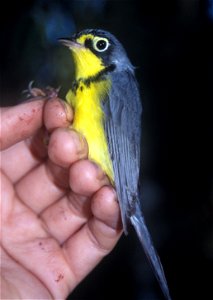Canada Warbler (Wilsonia canadensis) in Ecuador