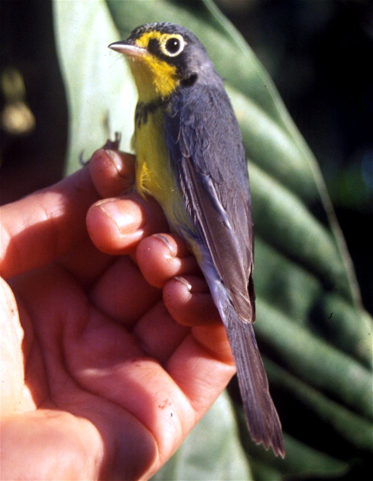 Canada Warbler (Wilsonia canadensis) in Ecuador