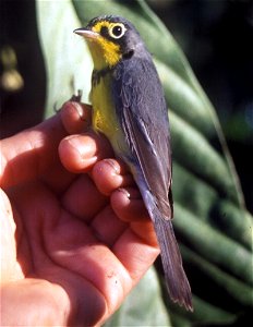 Canada Warbler (Wilsonia canadensis) in Ecuador