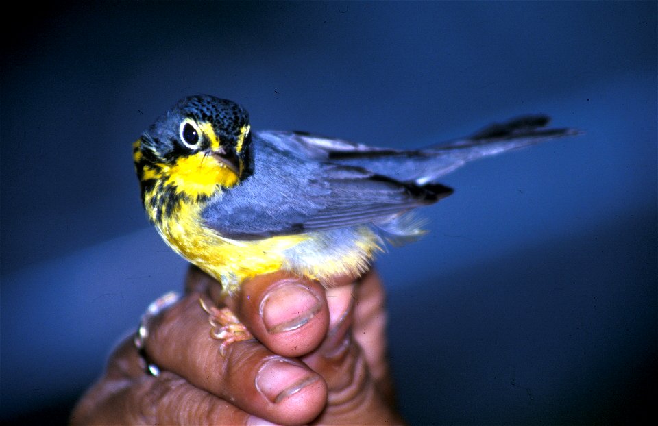 Canada Warbler (Wilsonia canadensis) in Ecuador