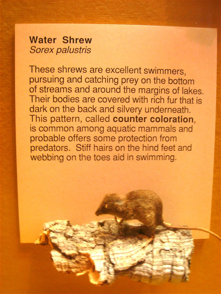 Sorex palustris. Exhibit Museum of Natural History, University of Michigan, 1109 Geddes Avenue, Ann Arbor, Michigan, USA.