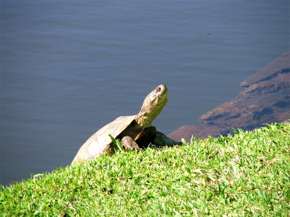 Pelomedusa subrufa. The African Marsh Terrapin. Photo taken by a garden pond in South Africa.