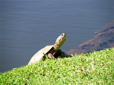 Pelomedusa subrufa. The African Marsh Terrapin. Photo taken by a garden pond in South Africa.