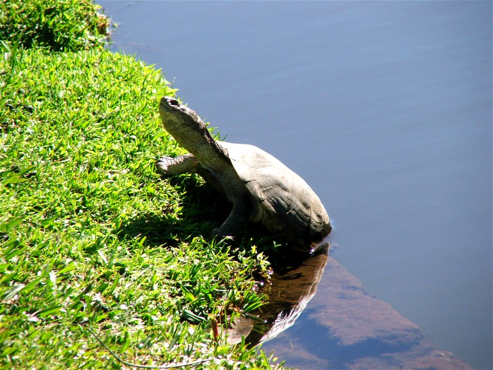 Marsh Terrapin in South Africa.
