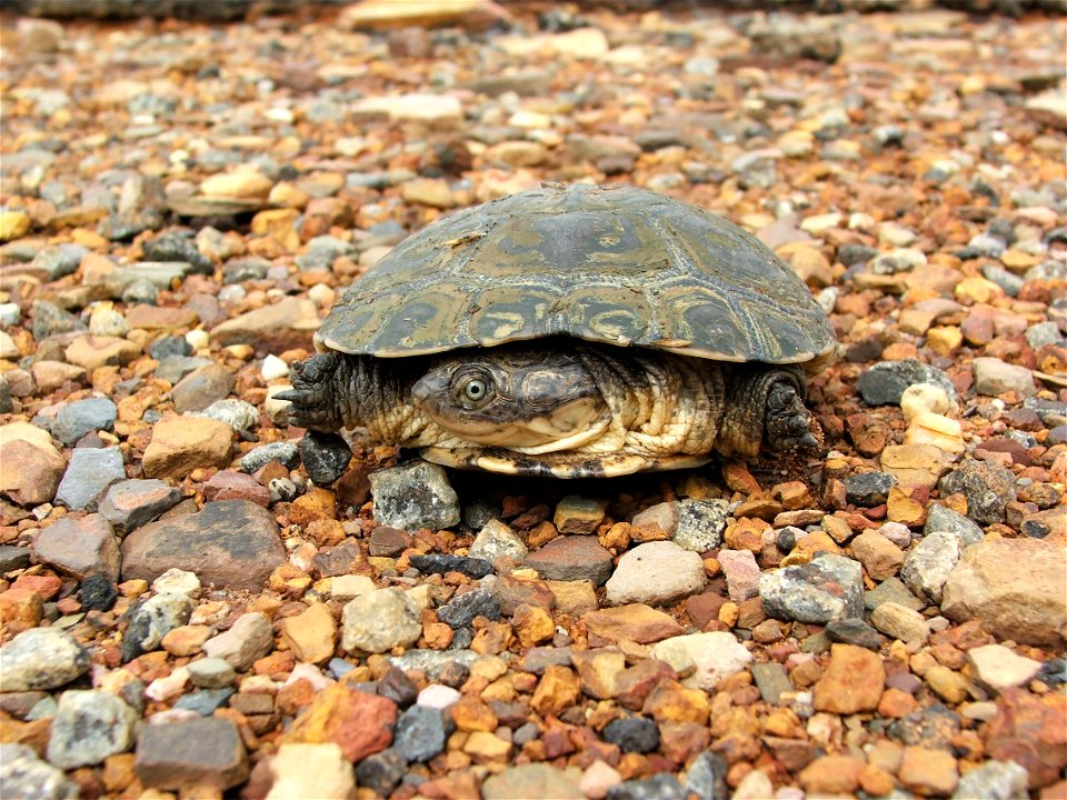 Pelomedusa subrufa

Picture taken close to the town of Zeerust in South Africa