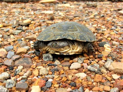 Pelomedusa subrufa

Picture taken close to the town of Zeerust in South Africa