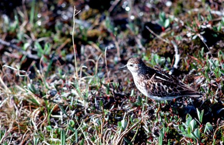 Least Sandpiper Calidris minutilla on breeding grounds, Alaska, USA
