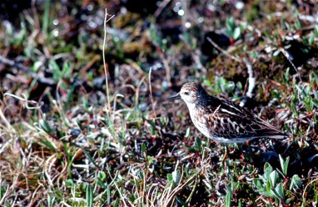 Least Sandpiper Calidris minutilla on breeding grounds, Alaska, USA photo