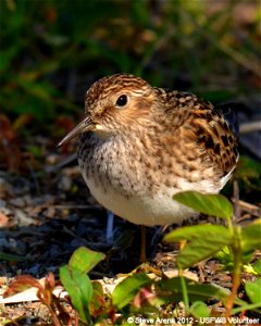 Least Sandpiper Great Meadows NWR, Concord, MA Credit: Steve Arena/USFWS 18 May 2012 photo