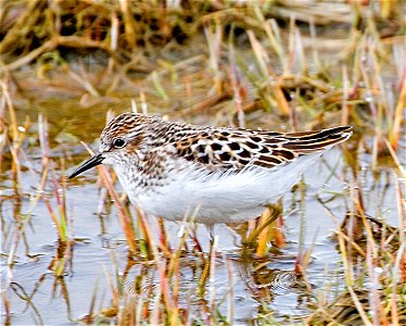 Least Sandpiper (Calidris minutilla) photo