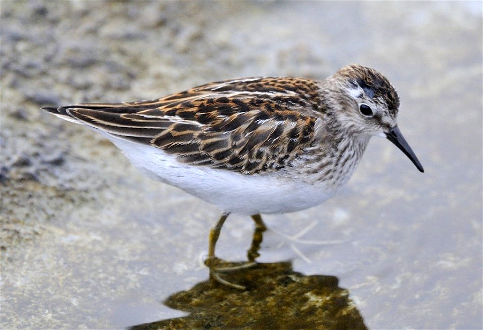 Photo of the Week - 9/24/12

Least sandpiper photographed at Beavertail State Park in Jamestown, RI.


Credit: Bill Thompson/USFWS