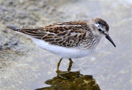 Photo of the Week - 9/24/12 Least sandpiper photographed at Beavertail State Park in Jamestown, RI. Credit: Bill Thompson/USFWS photo
