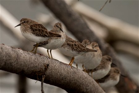 Least Sandpipers

You are free to use this image with the following photo credit: Peter Pearsall/U.S. Fish and Wildlife Service