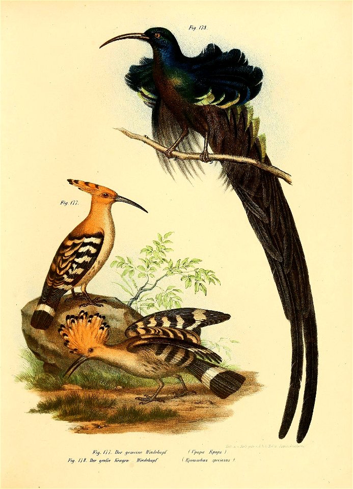 Upupa epops ; Epimachus fastuosus